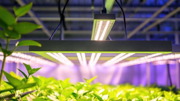 Top 5 avantages des lampes LED horticoles professionnelles